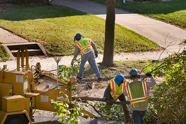 Trusted Kraemer, LA Tree Services Experts