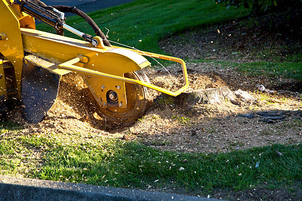 How Our Tree Care Process Works  in  Kraemer, LA